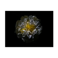 Brian Carson 'dvorišni cvjetovi cvjetovi verzija boja' platno umjetnost
