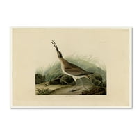 Zaštitni znak likovna umjetnost 'sjajna esquimau curlewplater 237' platno umjetnost by audubon