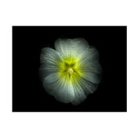 Brian Carson 'dvorišni cvjetovi cvjetovi verzija boja' platno umjetnost