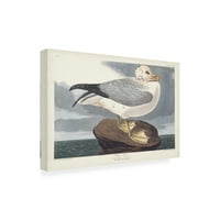 John James Audubon 'Fulmar Petral' platno umjetnost