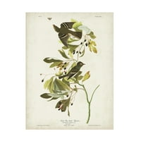 John James Audubon 'Mali zeleni crested Flycatcher' platno umjetnost