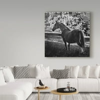 Zaštitni znak likovna umjetnost 'Bijela kobila' platno umjetnost Brenda Petrella Photography LLC