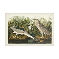 John James Audubon 'Noćna čaplja' platno umjetnost