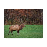 Zaštitni znak likovne umjetnosti 'Bull elk' platno umjetnost by galloimages online